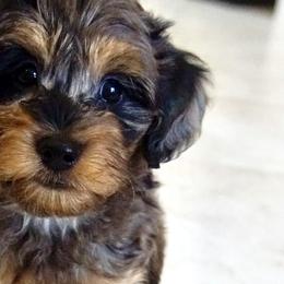 Aussiedoodles, Golden Aussiedoodles, and Goldendoodles from Miami Mini Doodles