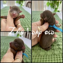 Zain - Chocolate and tan female Yorkshire Terrier puppy in Erin, Tennessee from Sweetpeas Babydoll Yorkies