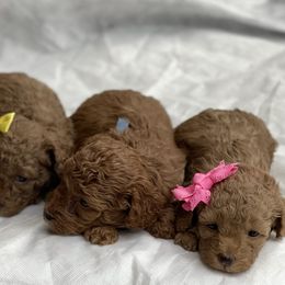 Poodle Puppies from Merrell Pups