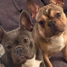 French Bulldogs from Phillips Frenchies