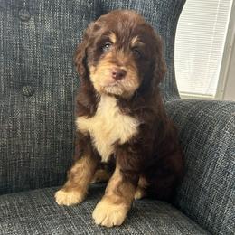 Mobby - Tri-color male Bernedoodle puppy in Arabi, Georgia from Huckadoodle Farm