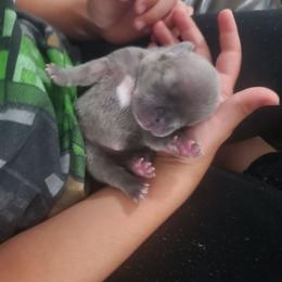 Darla - Blue female French Bulldog puppy in Stockton, Missouri from Willis Family Frenchies