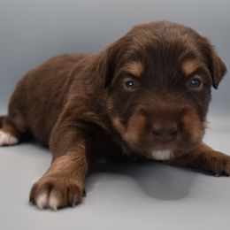 Girl 1 - Red tri-color Australian Shepherd puppy in New Boston, New Hampshire from Painted Pup Australian Shepherds
