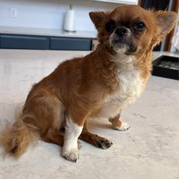 Mugsy - Chihuahua