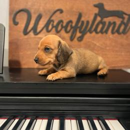 Butter Stick - Cream male Dachshund puppy in Chino Hills, California from Wooofyland LLC