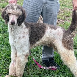Whiskey - Poodle
