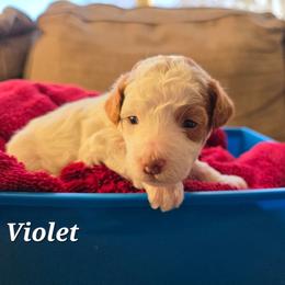 Violet - Parti female Poodle puppy in Blackfoot, Idaho from Draper Mountain Doodles