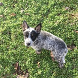 Australian Cattle Dog Puppies from Institute Australian Cattle Dogs