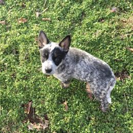 Australian Cattle Dog Puppies from Institute Australian Cattle Dogs