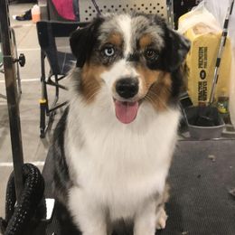 Boogie - Miniature American Shepherd