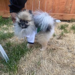 Ozzy - Pomeranian