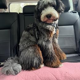 Murphy - Bernedoodle