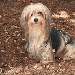 Stella - Yorkshire Terrier