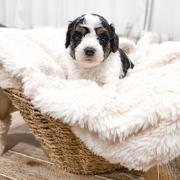 Blue - Black tri-color male Aussiedoodle puppy in Slc, Utah from Timp Doodles