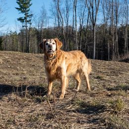 Marty - Golden Retriever