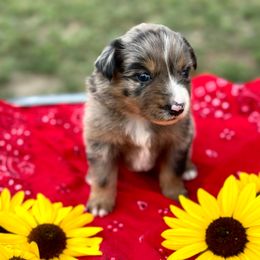 Kingsley Wren - Blue merle female Miniature American Shepherd puppy in Bayard, Nebraska from Puppies by Alies