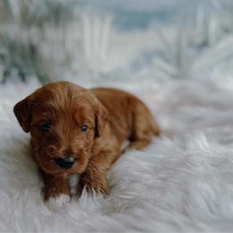 Posie - Chocolate female Goldendoodle puppy in Bellevue, Iowa from River Town Doodles