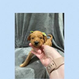 Mauve - Red female Irish Doodle puppy in Harrisburg, Arkansas from Ransone’s Ridge Runners Poodles and Doodles