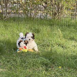 Biewer Terrier Puppies from My Beautiful Tribe