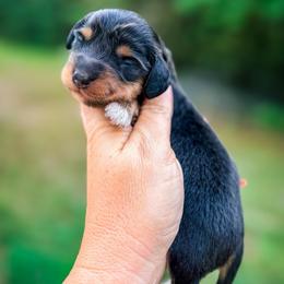 Donetello - Black and tan male Dachshund puppy in Bremen, Georgia from Doodles & Doxies