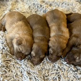 German Shepherd Puppies from Scenic City Shepherds