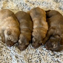 German Shepherd Puppies from Scenic City Shepherds