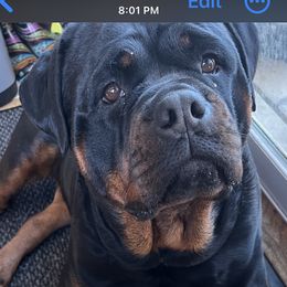 Boo - Rottweiler
