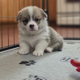 Pembroke Welsh Corgi Puppies from Salted Rim Corgis
