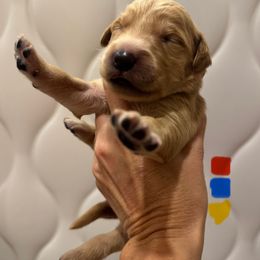 Red Blue Yellow Collar - Dark golden male Golden Retriever puppy in Turtlepoint, Pennsylvania from Allegheny River Retrievers