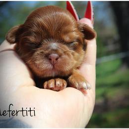 Nefertiti - female Shih Tzu puppy in Warren, Michigan from Danielle's Yorkie Babies