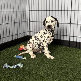 Zipper - White and black male Dalmatian puppy in Sedalia, Missouri from Missouri Dalmatians