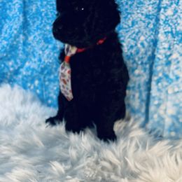 Poodle Puppies from Abbott Standard Poodles