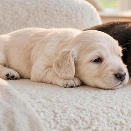Lilly - Cream female Dachshund puppy in Richmond, Virginia from Irresistible Dachshunds & Cavaliers