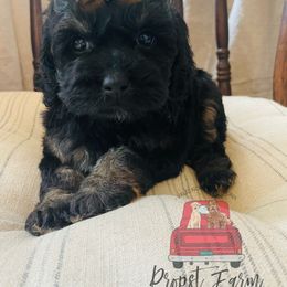 Assorted Doodle Crosses Puppies from Propst Farm Doodles