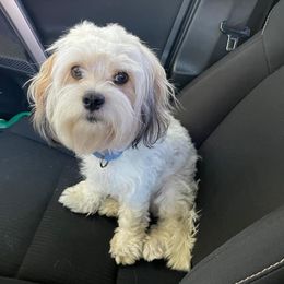 Cavalier King Charles Spaniel, Cavaton, and Coton de Tulear All Grown Up from Lakeshore Cavatons