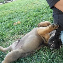 Cane Corso Puppies from JSM Corsos