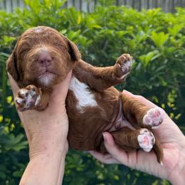 Paddington - Red  male Goldendoodle puppy in Miami, Florida from Jade’s Paws & Co. Of Miami LLC