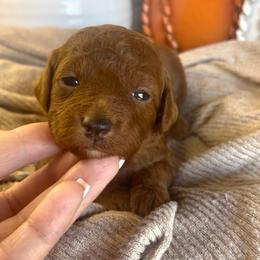 Velma (Purple) - Red  female Poodle puppy in Calimesa, California from Teakwood Poodles of SoCal