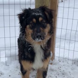 Boy 3 - Black tri Miniature Australian Shepherd puppy in Fife Lake, Michigan from HaVen Homestead Miniature Australian Shepherds