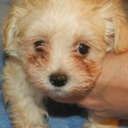 Havanese from Kimbriel Kennels