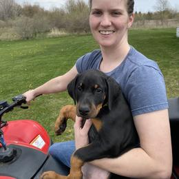 Doberman Pinscher Puppies from Jensen Dobermans