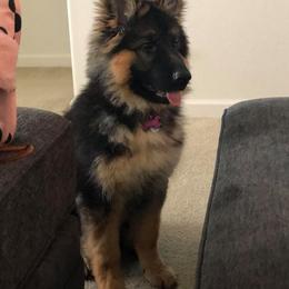 German Shepherd Puppies from Silver Knight Shepherds