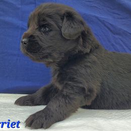 Harriet (Blue) - Black female Newfoundland puppy in Winfield, Pennsylvania from Najuananlo Newfoundlands