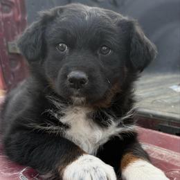 Amy - Black tri-color female Australian Shepherd puppy in Kimbolton, Ohio from Wagon Wheel Aussies