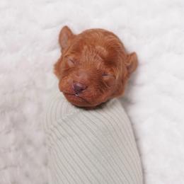Red Collar - Red  male Poodle puppy in Las Vegas, Nevada from Plush Toy Poodle Puppies & Pals