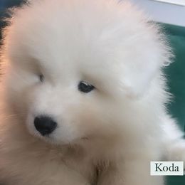 Samoyed Puppies from Mountain Laurel Samoyeds