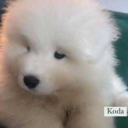 Samoyed Puppies from Mountain Laurel Samoyeds