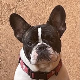Piper - French Bulldog