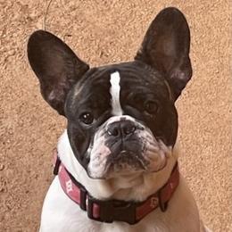 Piper - French Bulldog
