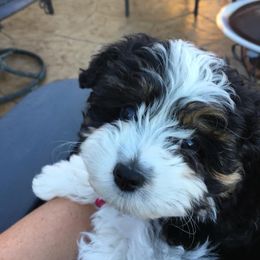 Aussiedoodle Puppies from 5 Cent Doodle Dogs